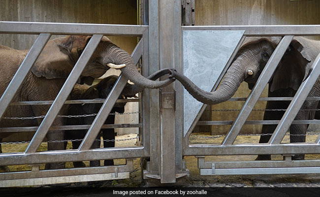 Elephant Touches Trunks With Daughter After 12 Years In Moving Reunion