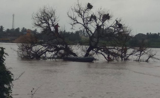 Monkeys Stranded On Tree For 2 Days As Rain Causes Flooding In Karnataka
