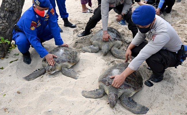 Two Dozen Bali Sea Turtles Set Free After Poacher Arrests