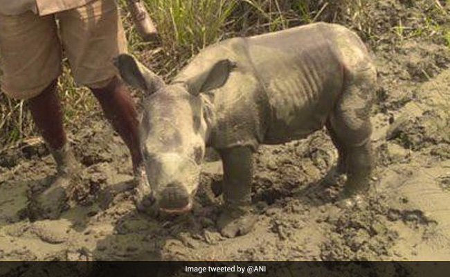Newborn Rhino Rescued In Assam's Flood-Hit Kaziranga