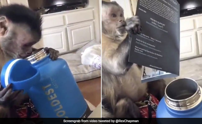 Monkey's Delight At Receiving A Gift Amuses Twitter. Video Is Viral