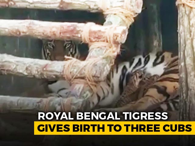 Viral: Royal Bengal Tigress Gives Birth To Three Cubs | NDTV Beeps