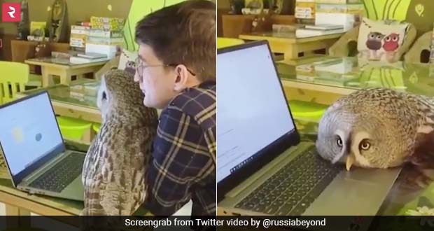 This Owl Cafe In Russia With Birds As Pets Is A 'Hoot' With Visitors!