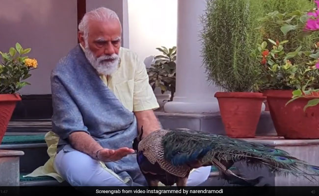 Watch: PM Modi Shares Video Of His Bond With Peacocks At His Residence