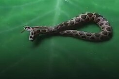 Rare Two-Headed Russell's Viper Discovered In Maharashtra | NDTV Beeps Rare Two-Headed Russell's Viper Discovered In Maharashtra | NDTV Beeps