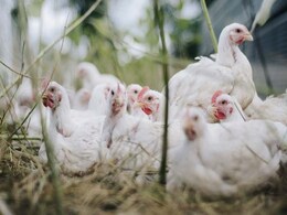5,000 Chickens Burnt In Fire In Himachal's Hamirpur 5,000 Chickens Burnt In Fire In Himachal's Hamirpur