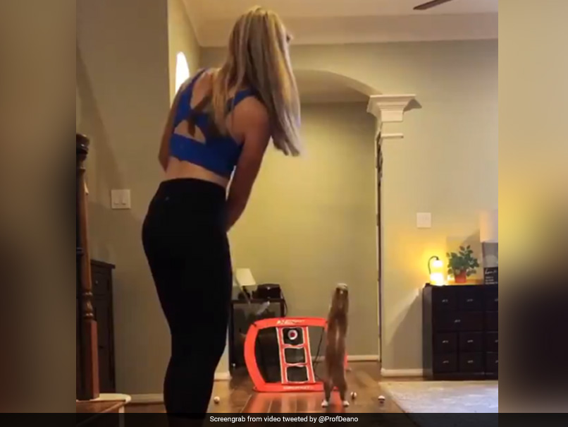 Watch: Cat Showcases Fielding Skills To Rival Jonty Rhodes, Dean Jones Shares Video