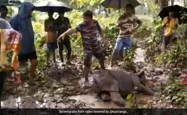 1-Year-Old Female Rhino Calf Rescued From Near Kaziranga National Park In Assam