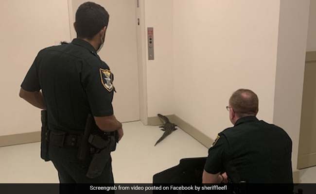 बिल्डिंग के अंदर घुसकर लिफ्ट के पास लेट गया मगरमच्छ, डर के मारे अंदर खड़े रहे लोग और फिर...