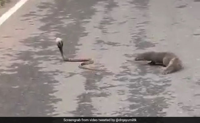 Snake And Mongoose Fight In The Middle Of A Road. Watch Who Wins