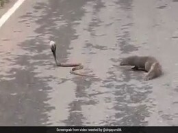 Snake And Mongoose Fight In The Middle Of A Road. Watch Who Wins Snake And Mongoose Fight In The Middle Of A Road. Watch Who Wins