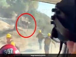 आग बुझा रहे थे फायर फाइटर्स, तभी गुस्से में अटैक करने आ गया सांड और फिर... देखें खतरनाक Video आग बुझा रहे थे फायर फाइटर्स, तभी गुस्से में अटैक करने आ गया सांड और फिर... देखें खतरनाक Video