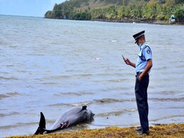 "Heartwrenching:" 40 Dolphins Found Dead In Mauritius Oil Spill Area "Heartwrenching:" 40 Dolphins Found Dead In Mauritius Oil Spill Area