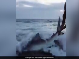 Viral VIDEO: लड़की ने हाथ से पकड़ी शार्क की पूंछ और घसीट कर लायी किनारे, लेकिन समुद्र की लहर आते ही... Viral VIDEO: लड़की ने हाथ से पकड़ी शार्क की पूंछ और घसीट कर लायी किनारे, लेकिन समुद्र की लहर आते ही...