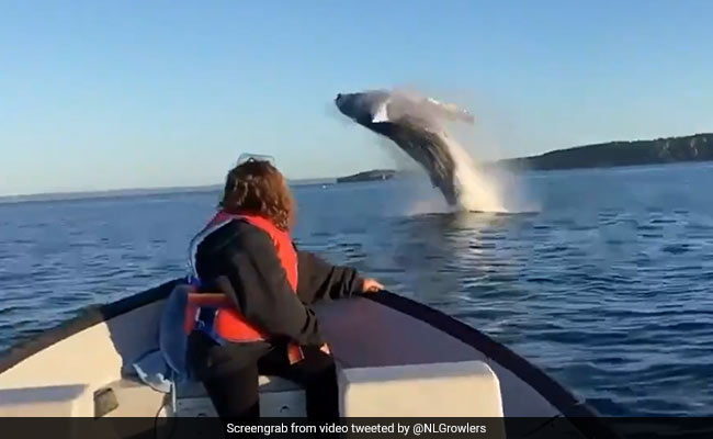 पानी के अंदर से निकलकर व्हेल ने हवा में किया ऐसा Stunt, देख लड़की का खुला रह गया मुंह - देखें Viral Video
