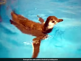 Baby Penguin ने पहली बार पानी में उतर अजीबोगरीब तरह से की स्विमिंग, देखें Viral Video Baby Penguin ने पहली बार पानी में उतर अजीबोगरीब तरह से की स्विमिंग, देखें Viral Video