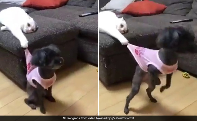 भागने के लिए जैसे ही खड़ा हुआ कुत्ता, बिल्ली ने पीछे से पकड़ी उसकी टी-शर्ट और फिर... देखें Video