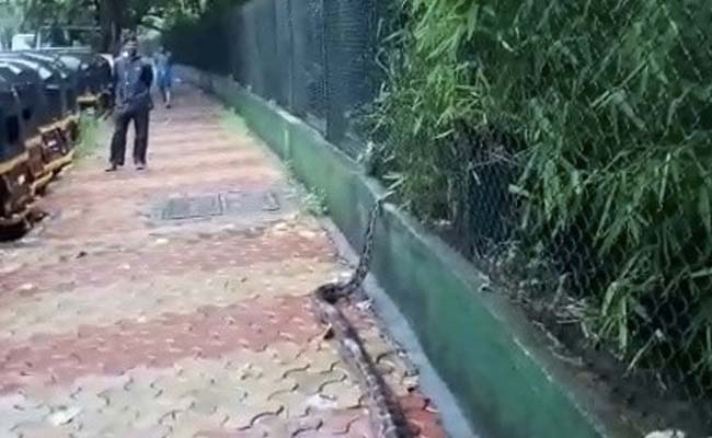 Huge Python Spotted At Mumbai Footpath. Watch Hair-Raising Video
