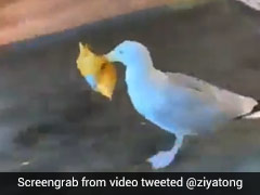 चोरी से दुकान में घुसी चिड़िया, चिप्स का पैकेट चुराकर ऐसे लगा दी दौड़... देखें Viral Video