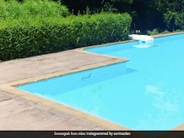 Alia Bhatt के घर स्विमिंग पूल में निकला सांप, पहले पानी में मारी डुबकी और फिर...Viral हुआ Video Alia Bhatt के घर स्विमिंग पूल में निकला सांप, पहले पानी में मारी डुबकी और फिर...Viral हुआ Video