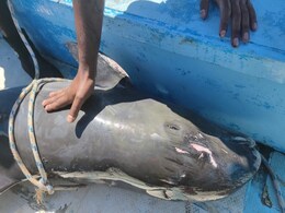 Mauritius Fishermen Battle To Save Dolphins After 40 Found Dead Near Oil Spill Site Mauritius Fishermen Battle To Save Dolphins After 40 Found Dead Near Oil Spill Site