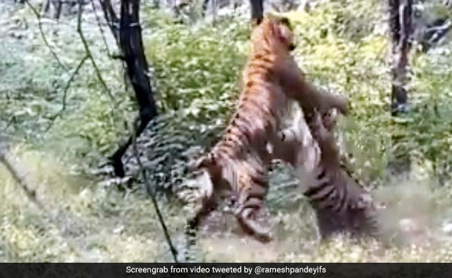 जंगल में दो बाघों के बीच हुई खतरनाक जंग, दो पैरों पर खड़े होकर ऐसे किया Attack - देखें पूरा Video