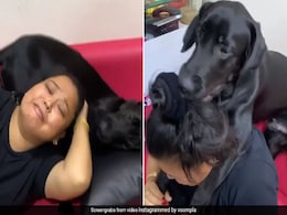 भारती सिंह के बालों को जोर-जोर से खींचने लगा उनका डॉगी, कॉमेडियन का रो-रोकर हो गया बुरा हाल- देखें Video भारती सिंह के बालों को जोर-जोर से खींचने लगा उनका डॉगी, कॉमेडियन का रो-रोकर हो गया बुरा हाल- देखें Video