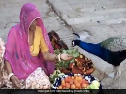 सब्जी बेचने वाली महिला के पास पहुंचा भूखा मोर, हाथ से इस तरह खिलाया खाना... देखें Video सब्जी बेचने वाली महिला के पास पहुंचा भूखा मोर, हाथ से इस तरह खिलाया खाना... देखें Video