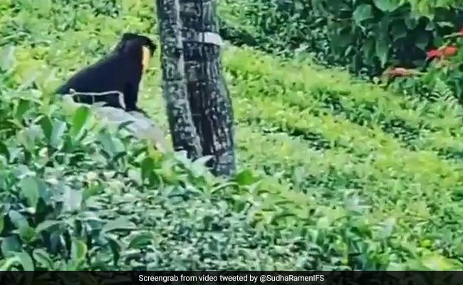 Video Of This Elusive Animal Is Viral. No, It's Not A Black Panther