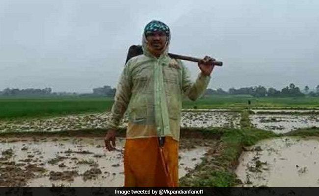 Odisha MLA, Wife Work 2 Months On 25-Acre Farm, Ploughing, Sowing Paddy