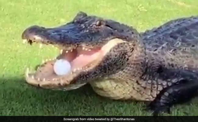 Giant Alligator Filmed Stealing A Golf Ball In Viral Video