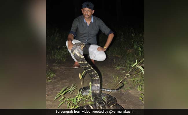 Two King Cobras Captured Near Dehradun In Separate Incidents