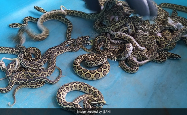 Russell's Viper In Coimbatore Zoo Gives Birth To 33 Snakelets