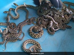 'सबसे जहरीले सांप' ने चिड़ियाघर में दिया 33 बच्चों को जन्म, सोशल मीडिया पर वायरल हुईं Photos 'सबसे जहरीले सांप' ने चिड़ियाघर में दिया 33 बच्चों को जन्म, सोशल मीडिया पर वायरल हुईं Photos