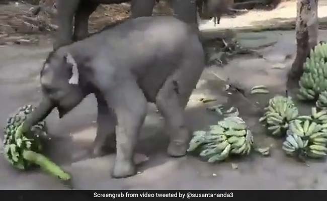 Just 5 Adorable Videos Of Baby Elephants To Brighten Your Day
