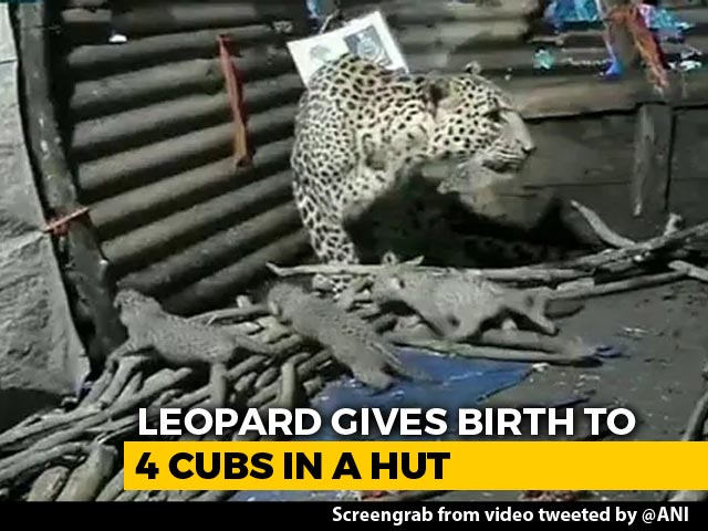 Video: Leopardess Gives Birth To 4 Cubs Inside Hut In Maharashtra