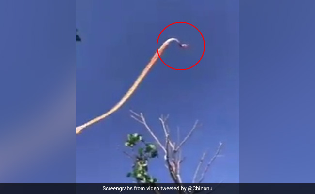 पतंग की पूंछ में उलझी बच्ची, उड़ गई हवा में, देख निकली लोगों की चीखें और फिर... देखें Video