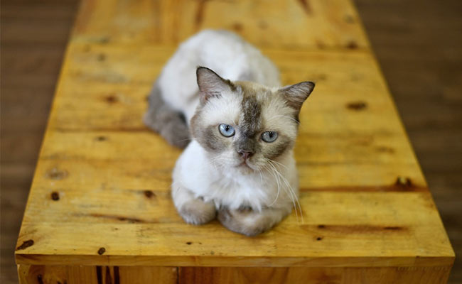 Vietnam Cat Cafe Offers Purr-Fect Pick-Me-Up For Rescued Felines