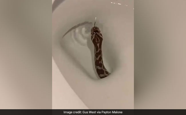 Viral Video Shows Snake Emerging From Toilet, Twitter Horrified