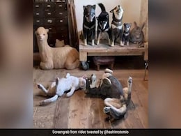 Viral Video: Can You Spot The Real Dog Among Life-Size Wooden Replicas? Viral Video: Can You Spot The Real Dog Among Life-Size Wooden Replicas?