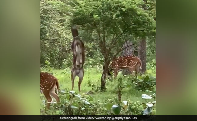 पेड़ से पत्ते खाने के लिए दो टांगों पर खड़ा हो गया हिरण, ऐसे मिटाई अपनी भूख - देखें Viral Video