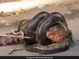 मगरमच्छ से लिपट गया Anaconda, जैसे ही मुंह में डाला तो हुआ कुछ ऐसा... देखें Viral Video मगरमच्छ से लिपट गया Anaconda, जैसे ही मुंह में डाला तो हुआ कुछ ऐसा... देखें Viral Video