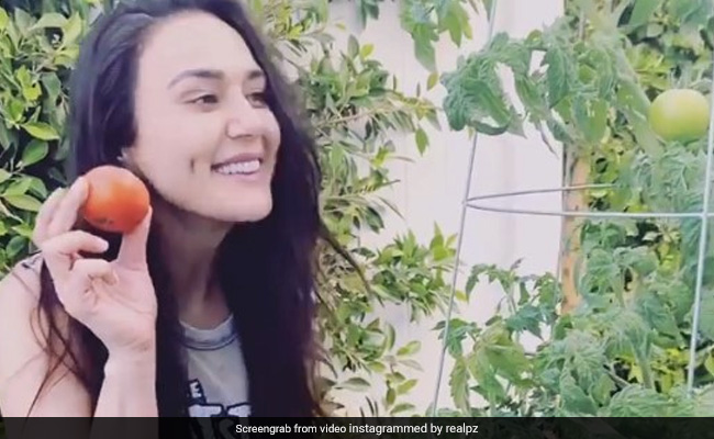 Preity Zinta ने किचन गार्डन में उगाए लाल-लाल टमाटर, पौधे से तोड़ यूं खुश हुईं एक्ट्रेस- देखें Video