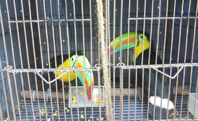 Smuggled Birds Worth Over Rs 14 Lakh Intercepted In Bengal