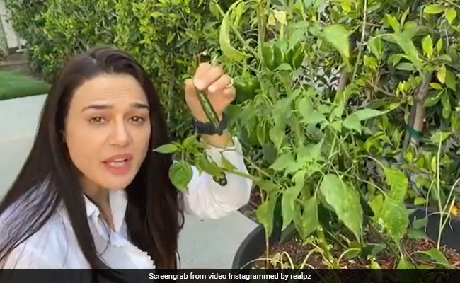 Preity Zinta's "<i>Ghar Ki Kheti</i>" In Los Angeles Gets A Very <i>Desi</i> Addition