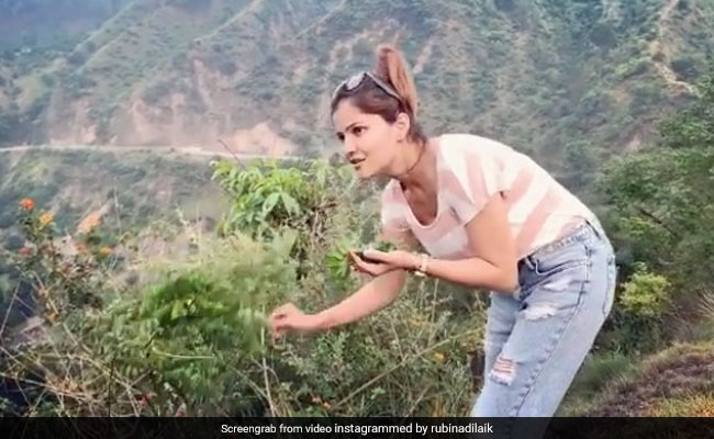 टीवी एक्ट्रेस Rubina Dilaik जगंल में अचानक तोड़ने लगीं कढ़ी पत्ता, बोलीं- जो मिल जाए, सब घर... देखें Video