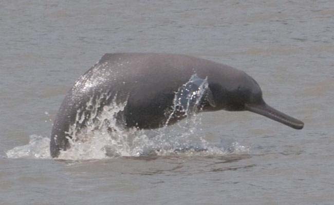 Dead Dolphin Washes Ashore Mumbai's Juhu Beach