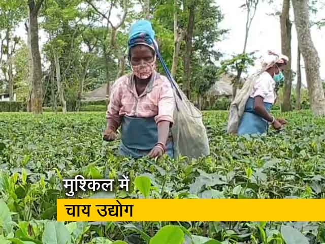 असम : बारिश-बाढ़ और लॉकडाउन से चाय की आधी फसल चौपट