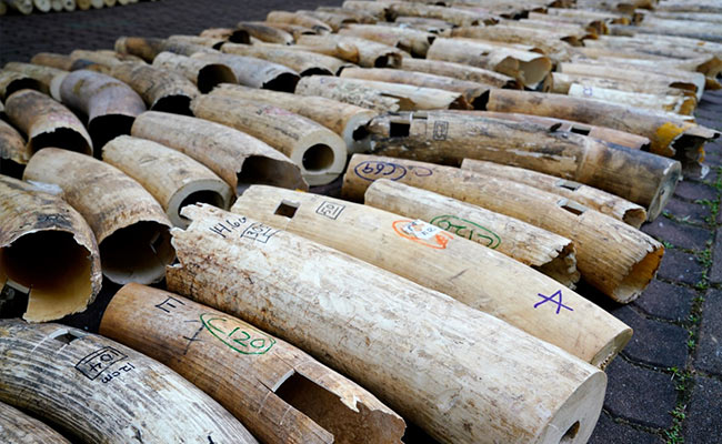Singapore Crushes Massive Ivory Haul On Eve Of World Elephant Day
