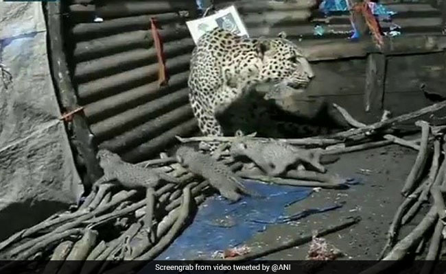 झुग्गी के अंदर तेंदुए ने दिया 4 बच्चों को जन्म, लोगों को बच्चों के पास नहीं आने दे रही मां - देखें Video